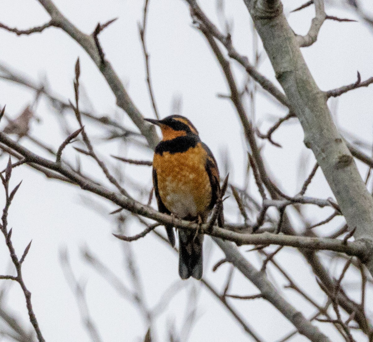 Varied Thrush - ML416603281