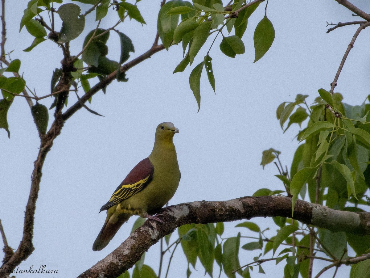 Gray-fronted Green-Pigeon - ML416603411