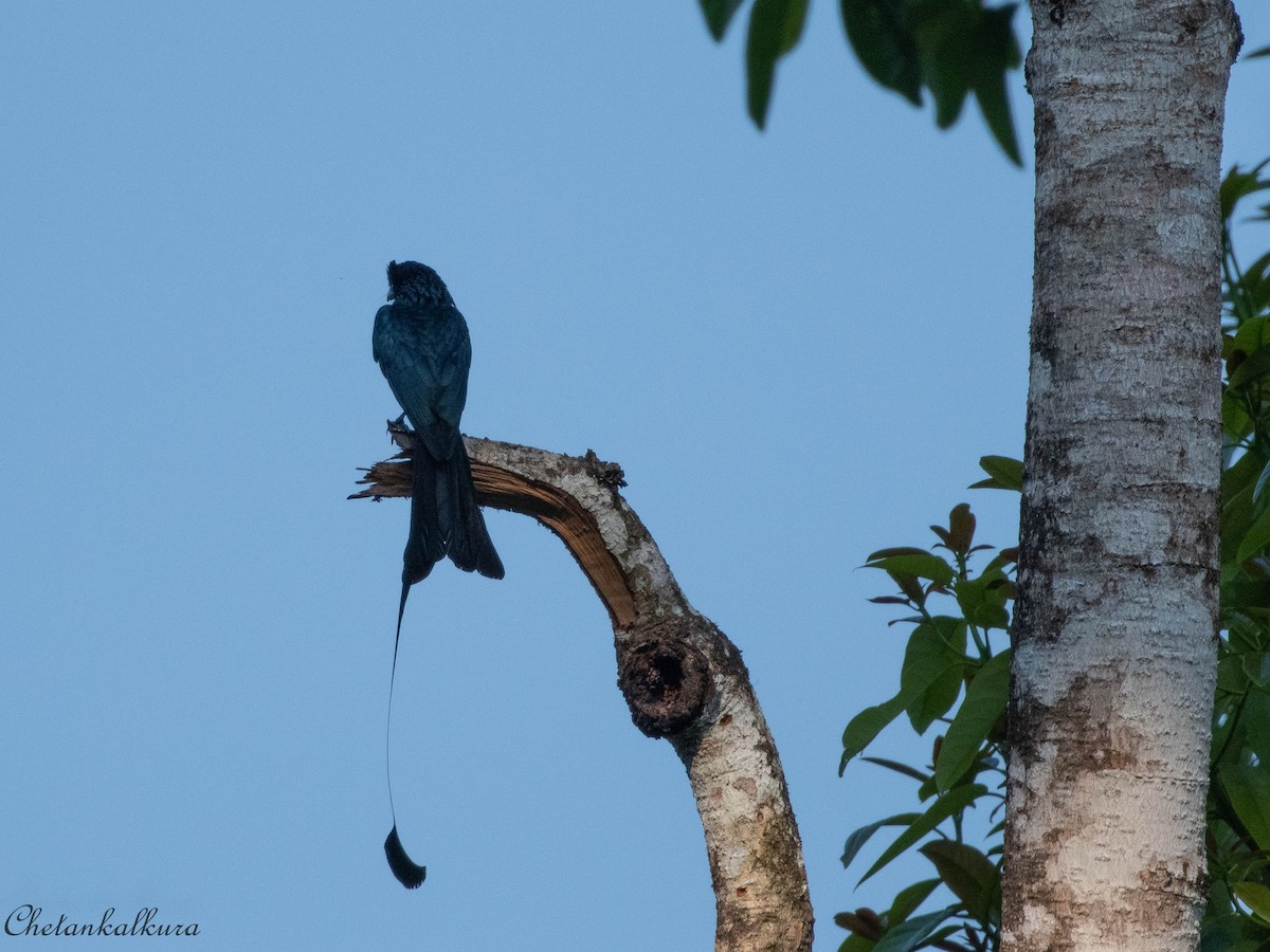 Greater Racket-tailed Drongo - ML416603551