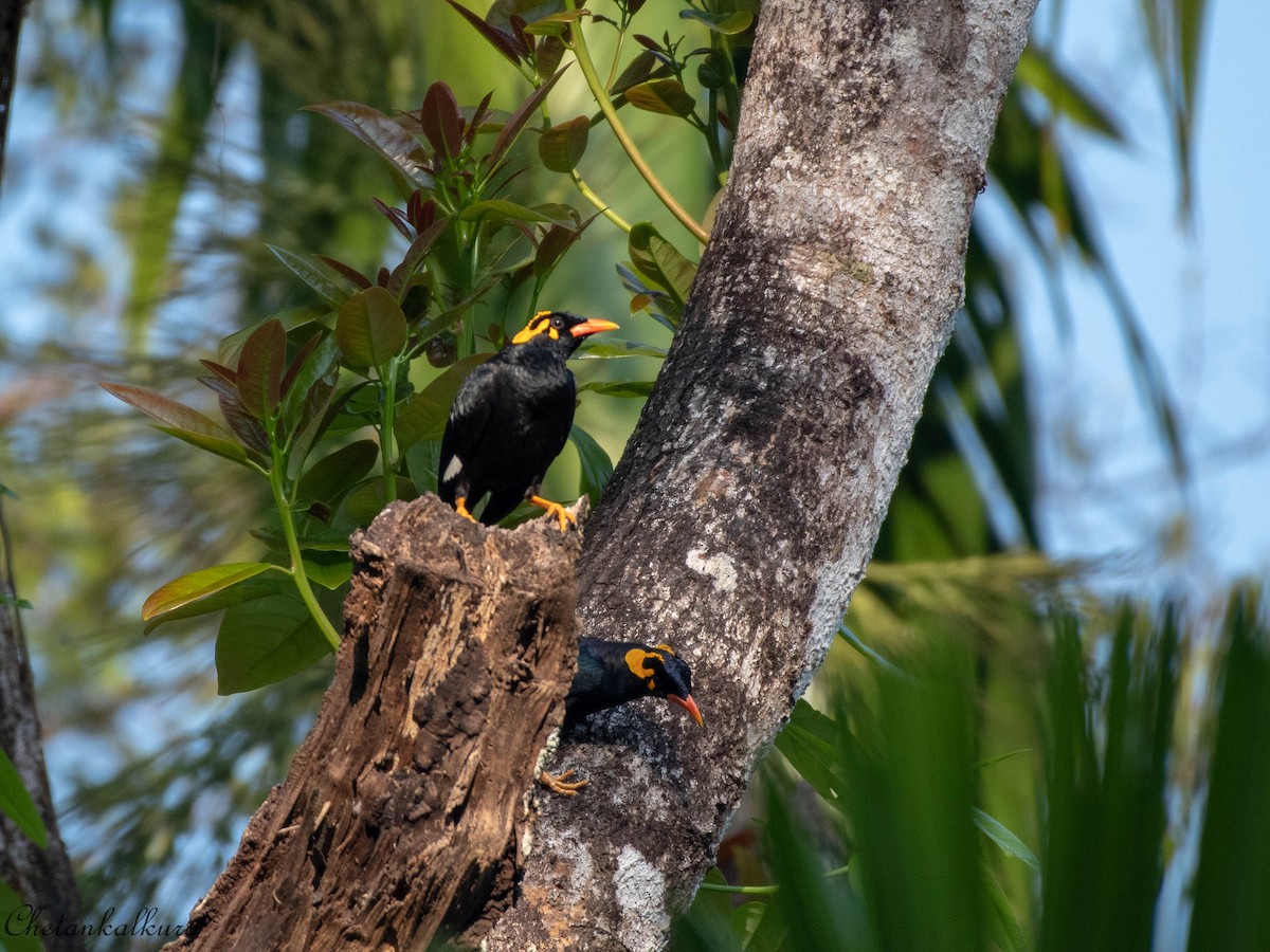 Southern Hill Myna - ML416603641