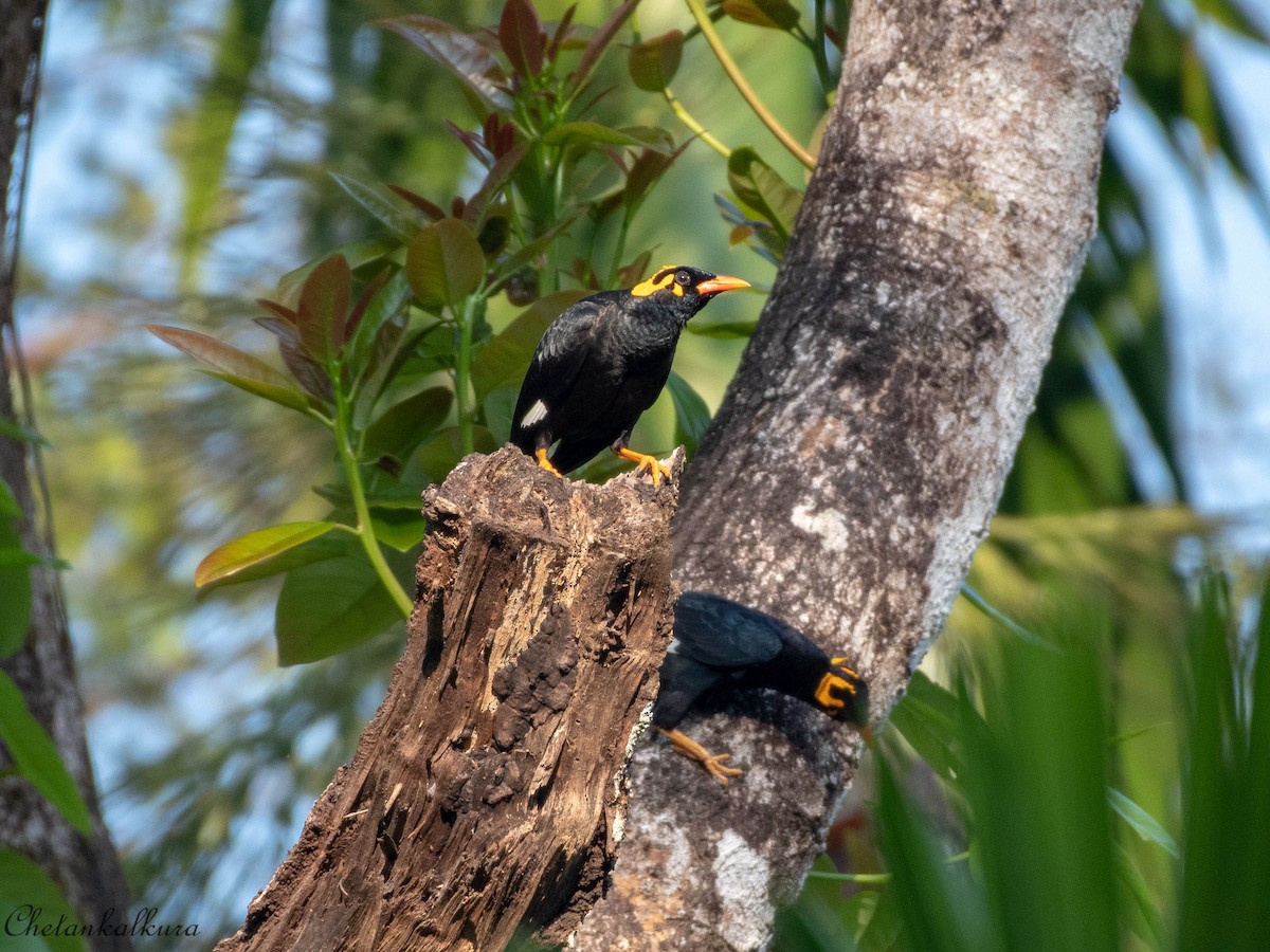Southern Hill Myna - ML416603661