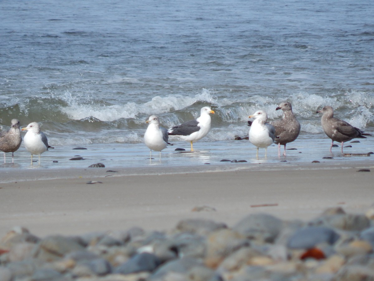 Lesser Black-backed Gull - ML41660481