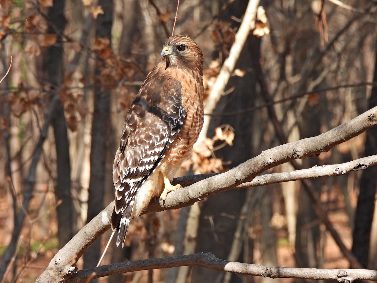 Red-shouldered Hawk - Matthew Krawczyk