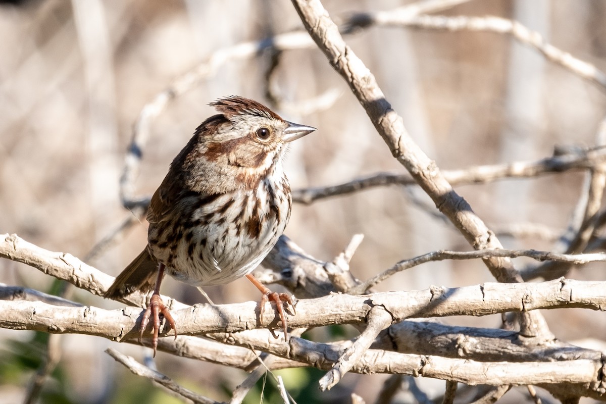 Song Sparrow - ML416606591