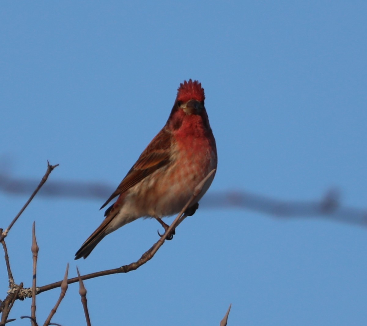 Purple Finch (Eastern) - ML416608111