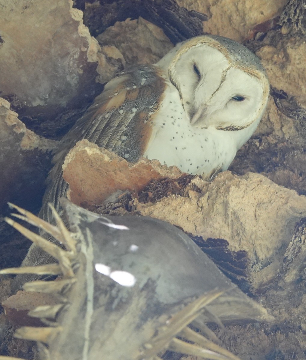 Barn Owl (Eastern) - ML416608331