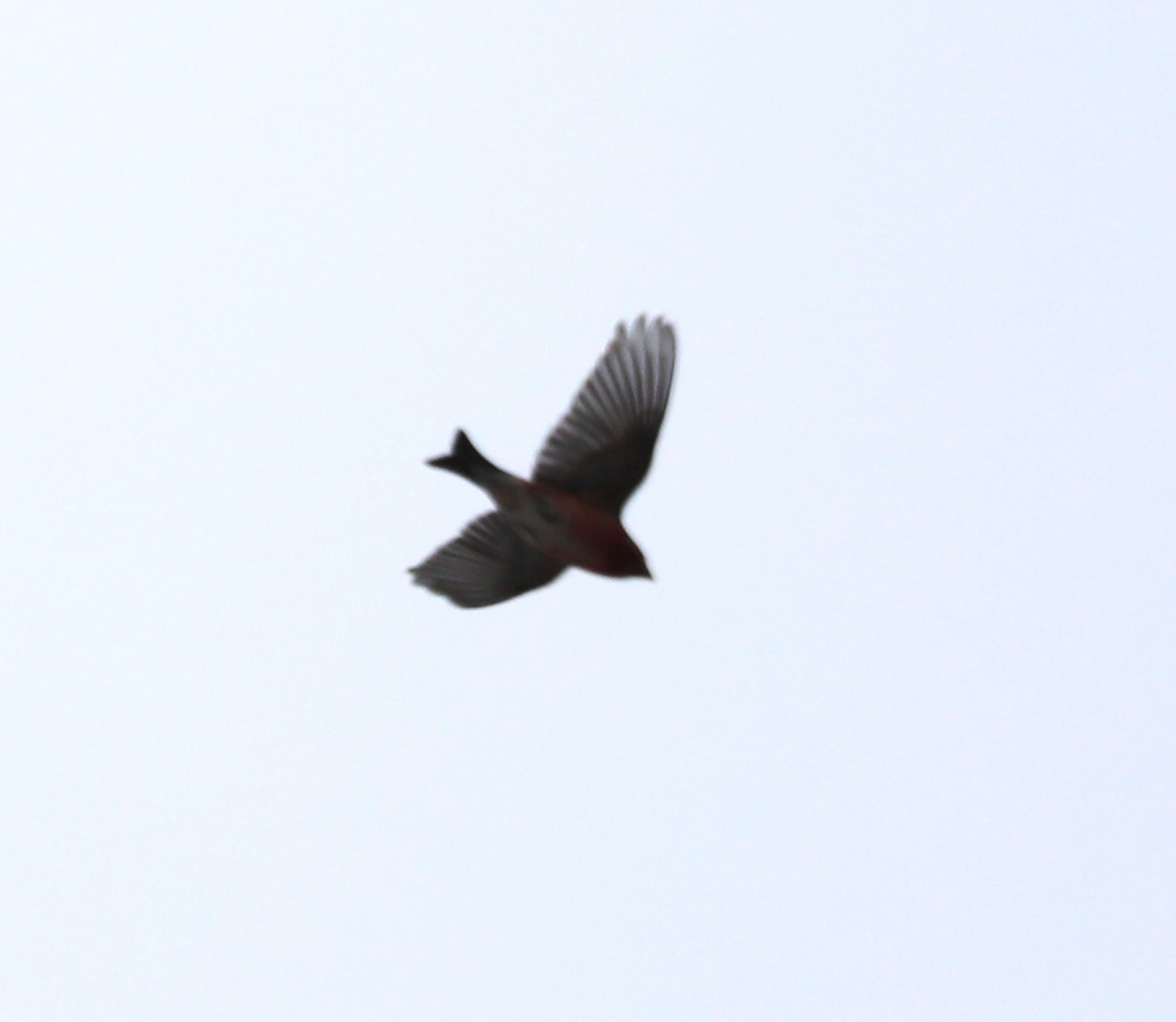 Purple Finch (Eastern) - ML416608941