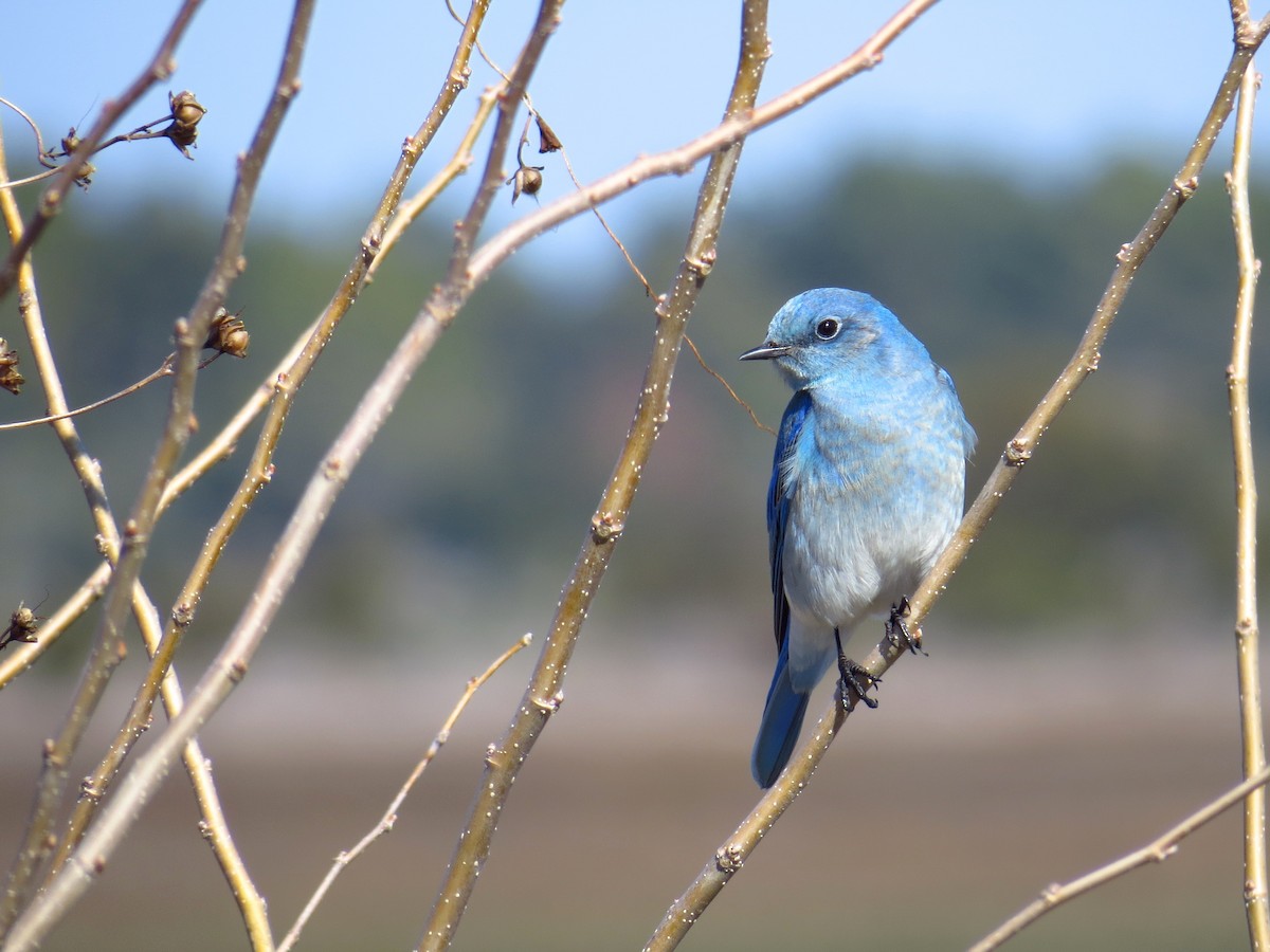 Mountain Bluebird - WS Barbour