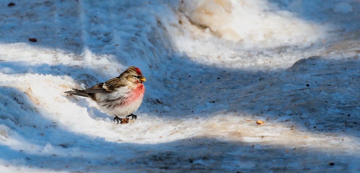 Common Redpoll - ML416613541