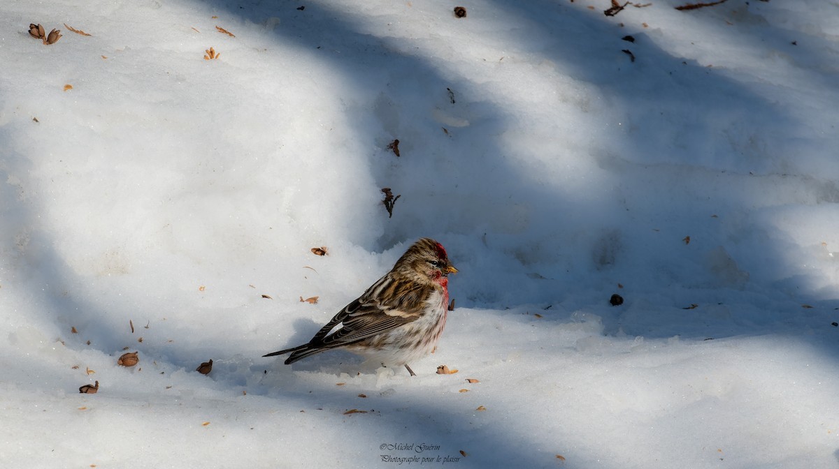 Common Redpoll - ML416613571