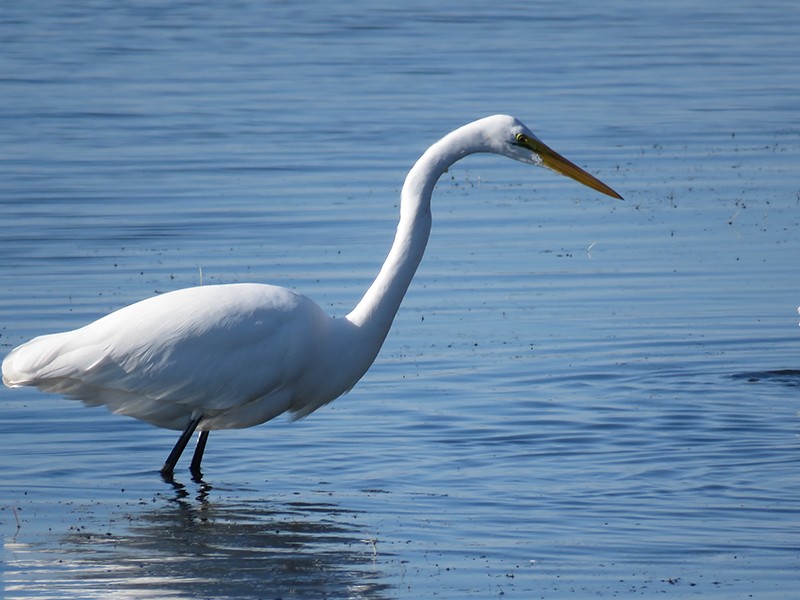 Great Egret - ML41661371