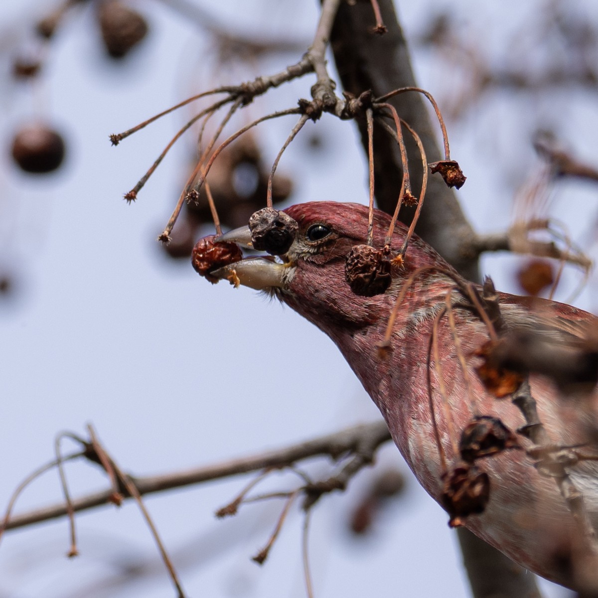 Purple Finch - ML416614351