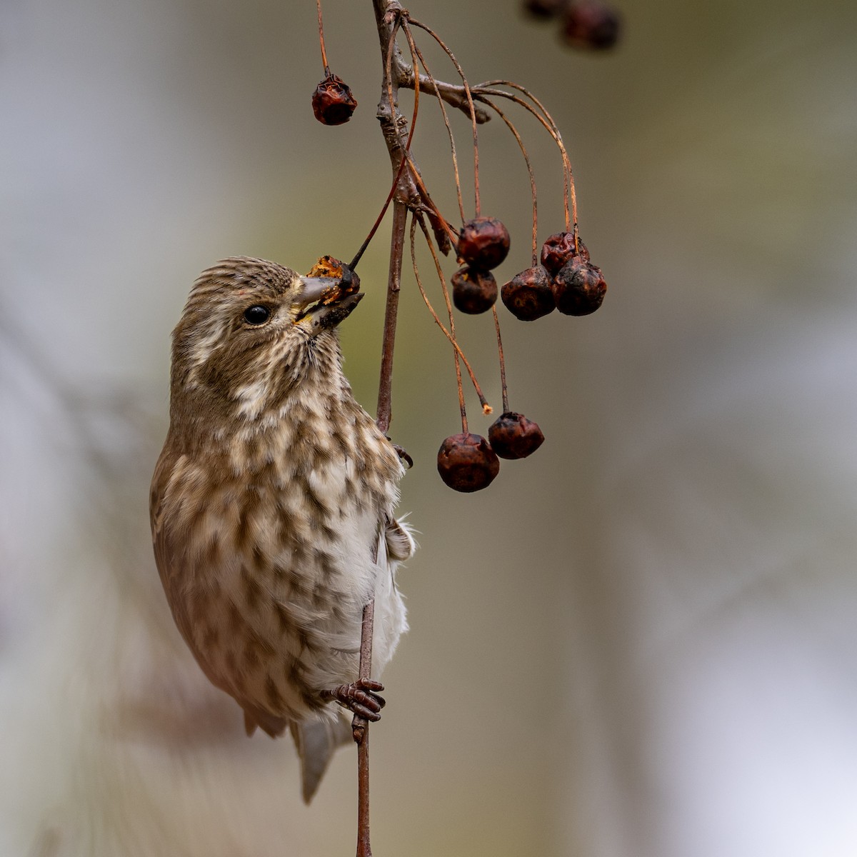 Purple Finch - Joe Bailey