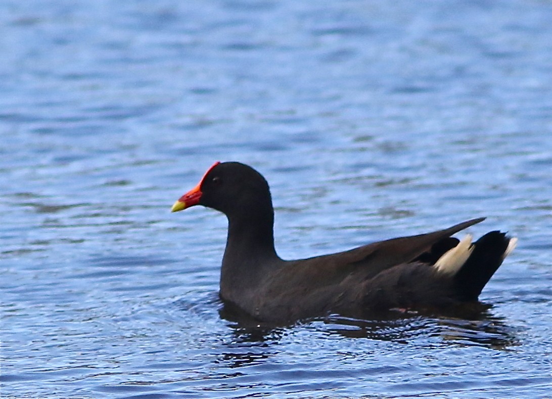 Dusky Moorhen - ML41661491