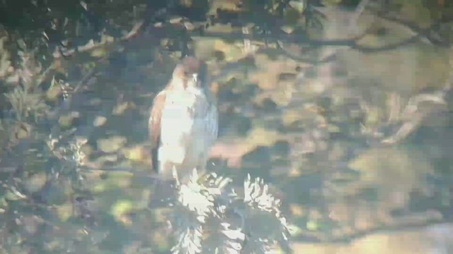 Hawaiian Hawk - ML416618991