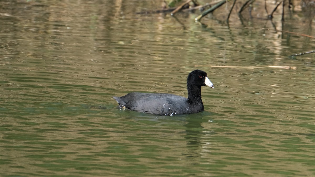 American Coot - ML416619421