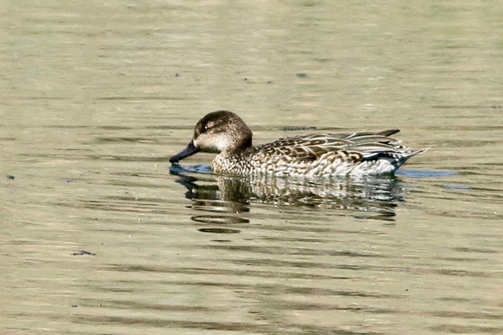 Green-winged Teal - ML416620851