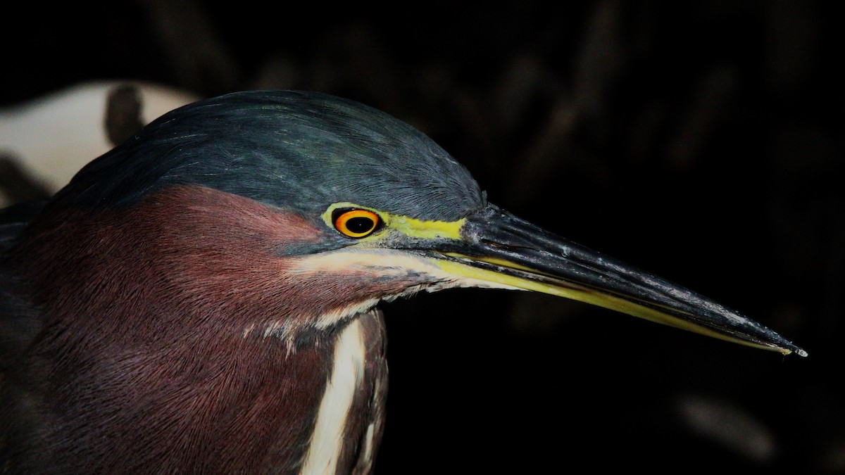 Green Heron - ML416621541