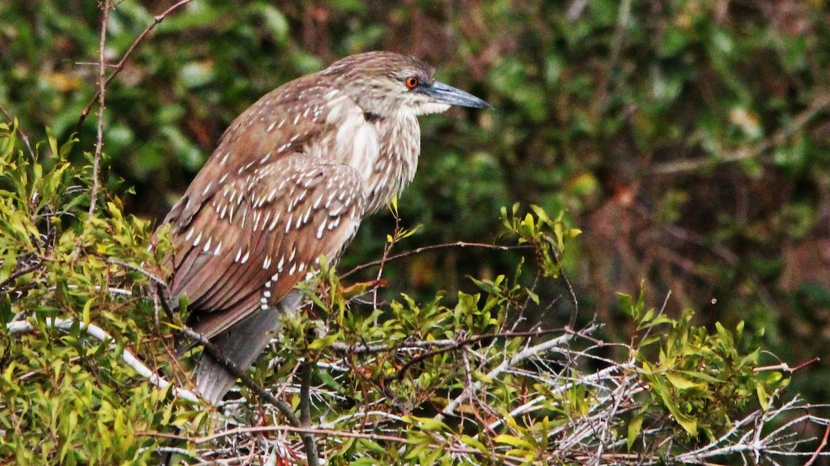 Black-crowned Night Heron - ML416621591