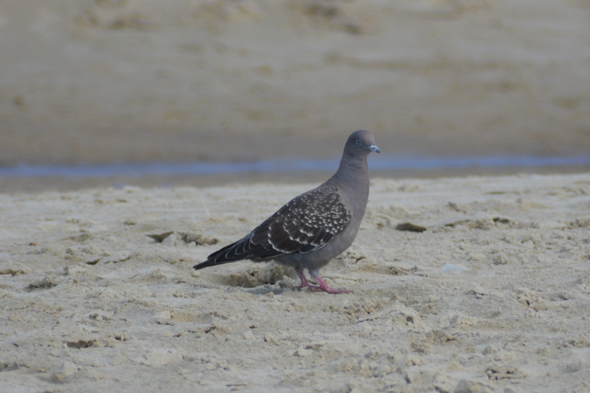 Spot-winged Pigeon - ML416622411