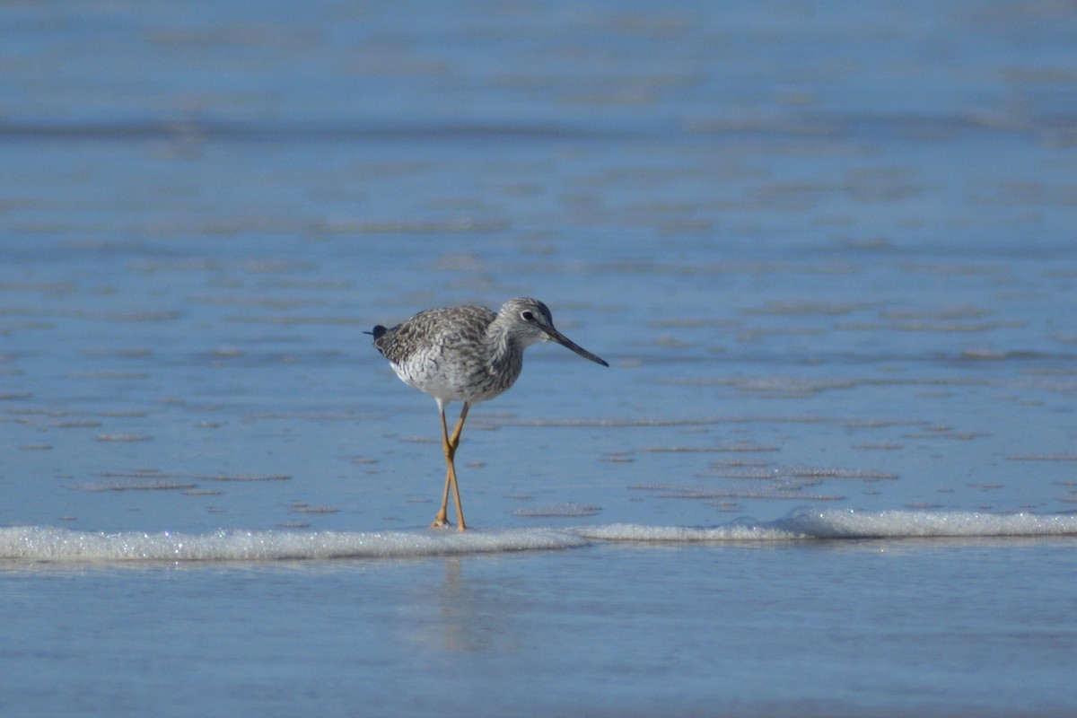 Greater Yellowlegs - ML416622741