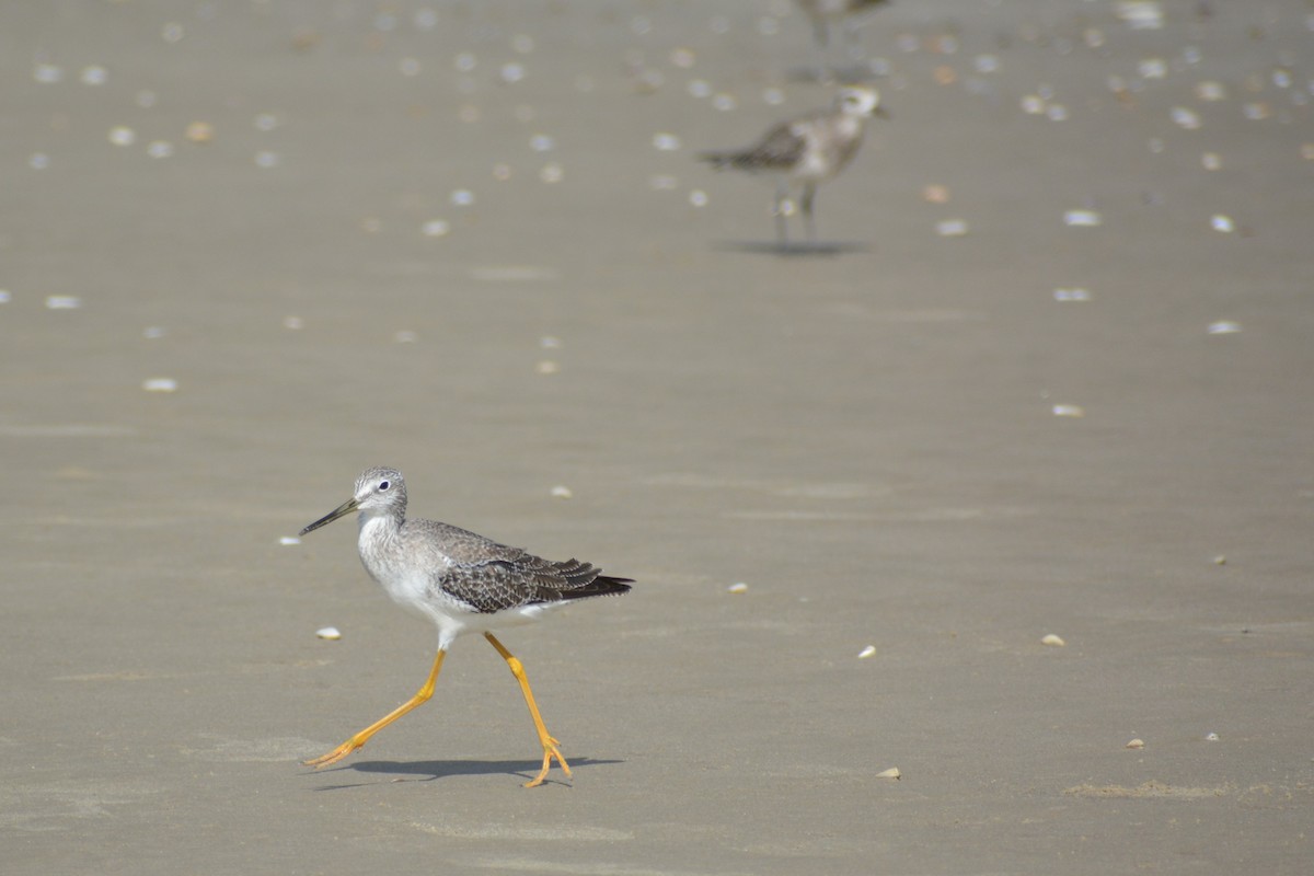 Greater Yellowlegs - ML416622761