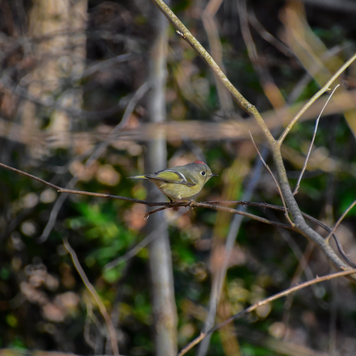 Ruby-crowned Kinglet - ML416625741