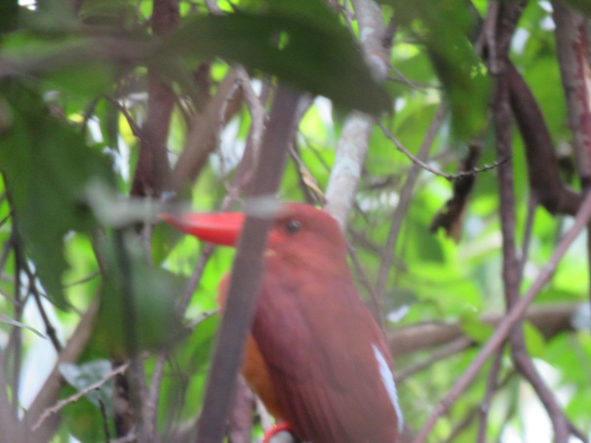 Ruddy Kingfisher - ML416625751