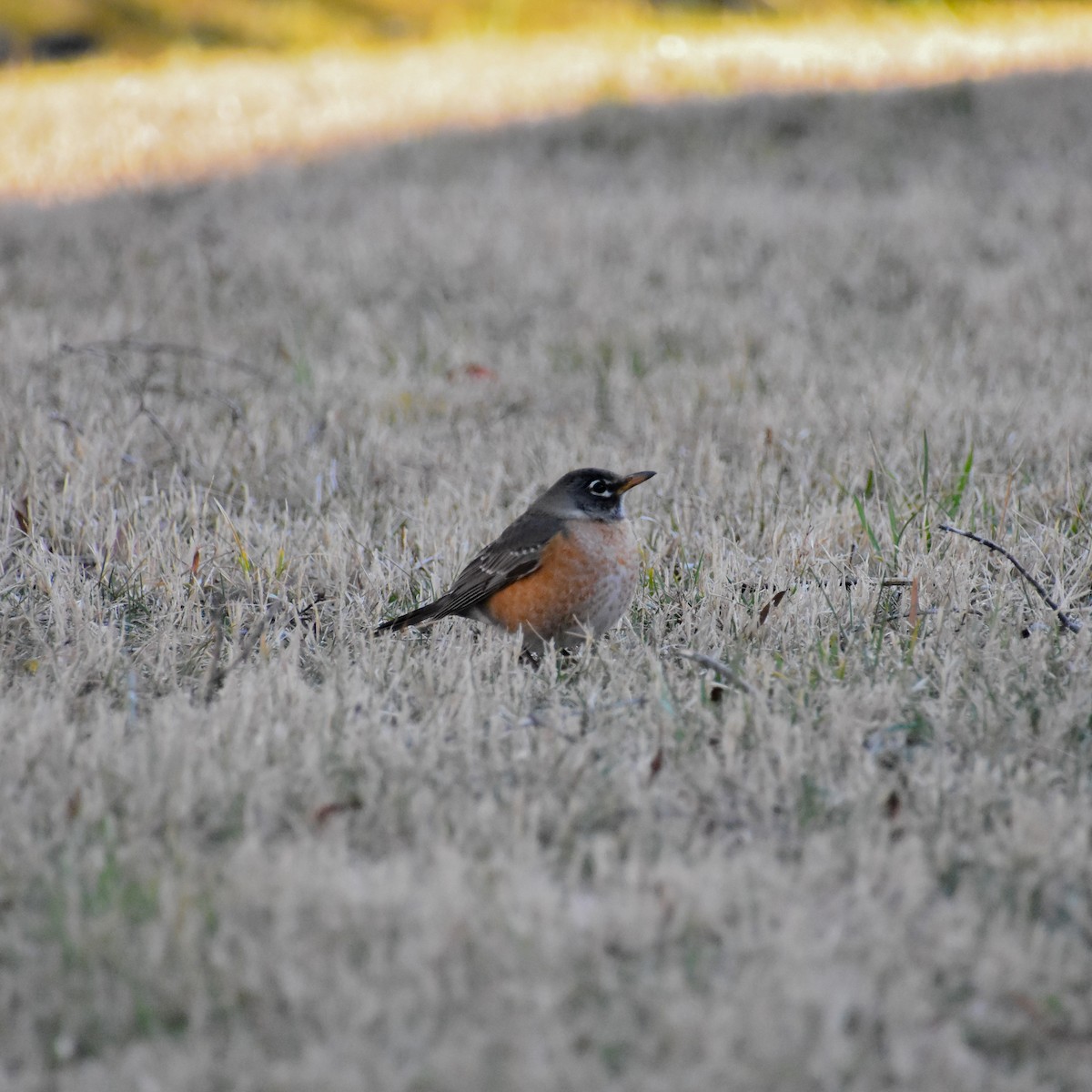 American Robin - ML416625911