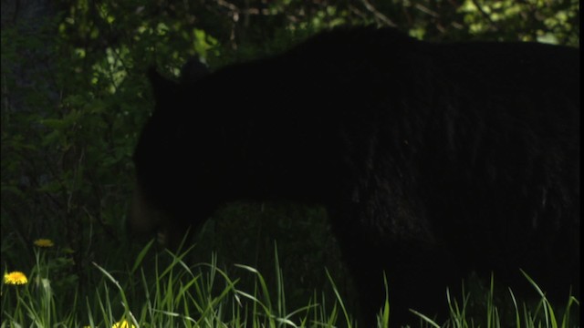 American Black Bear - ML416626