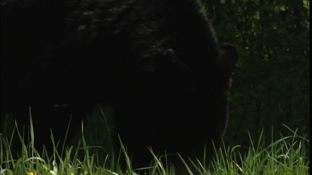 American Black Bear - ML416627