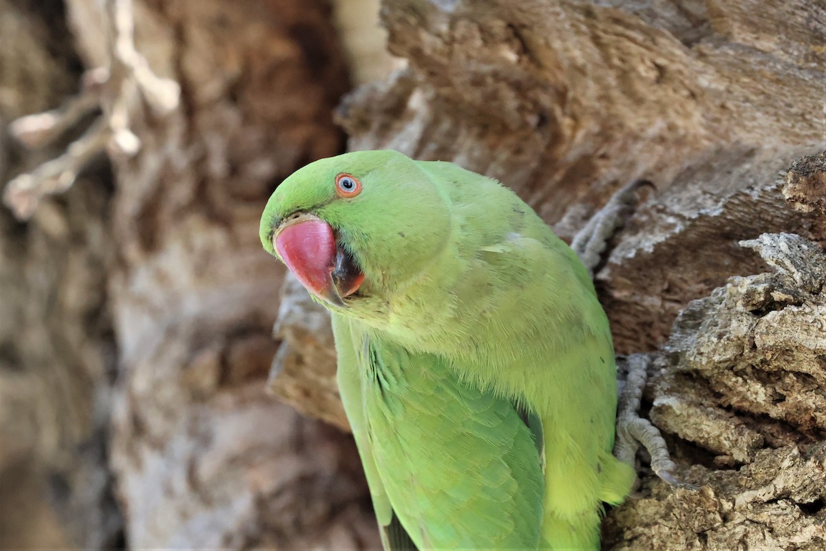 Rose-ringed Parakeet - Russ Namitz