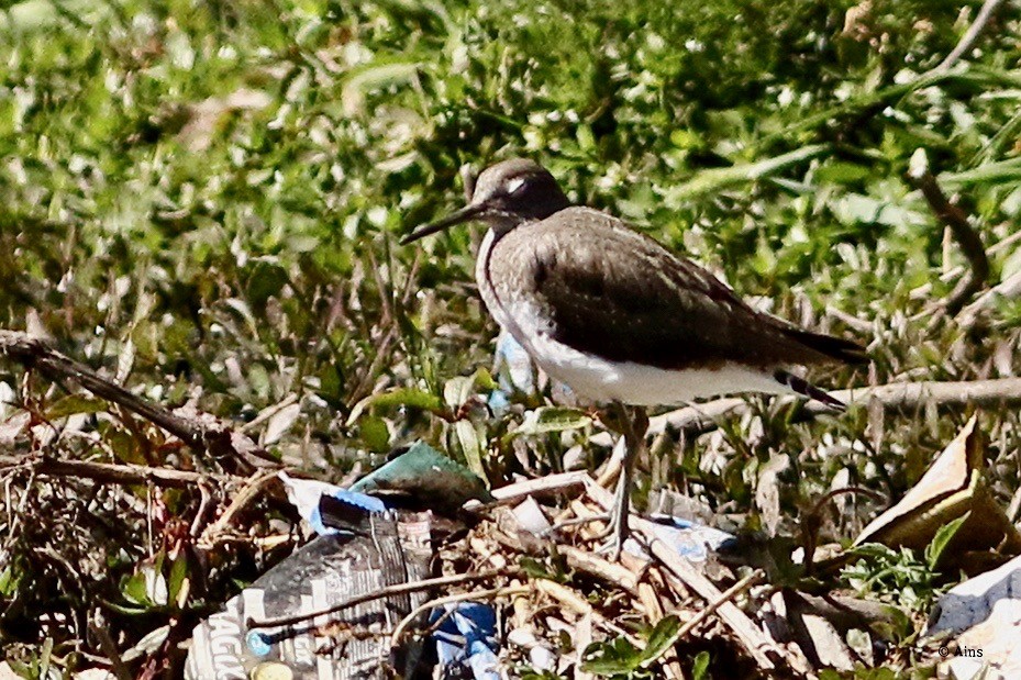 Green Sandpiper - ML416630651