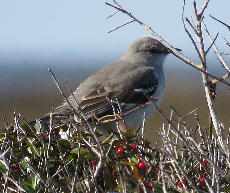 Northern Mockingbird - Karen Lebing