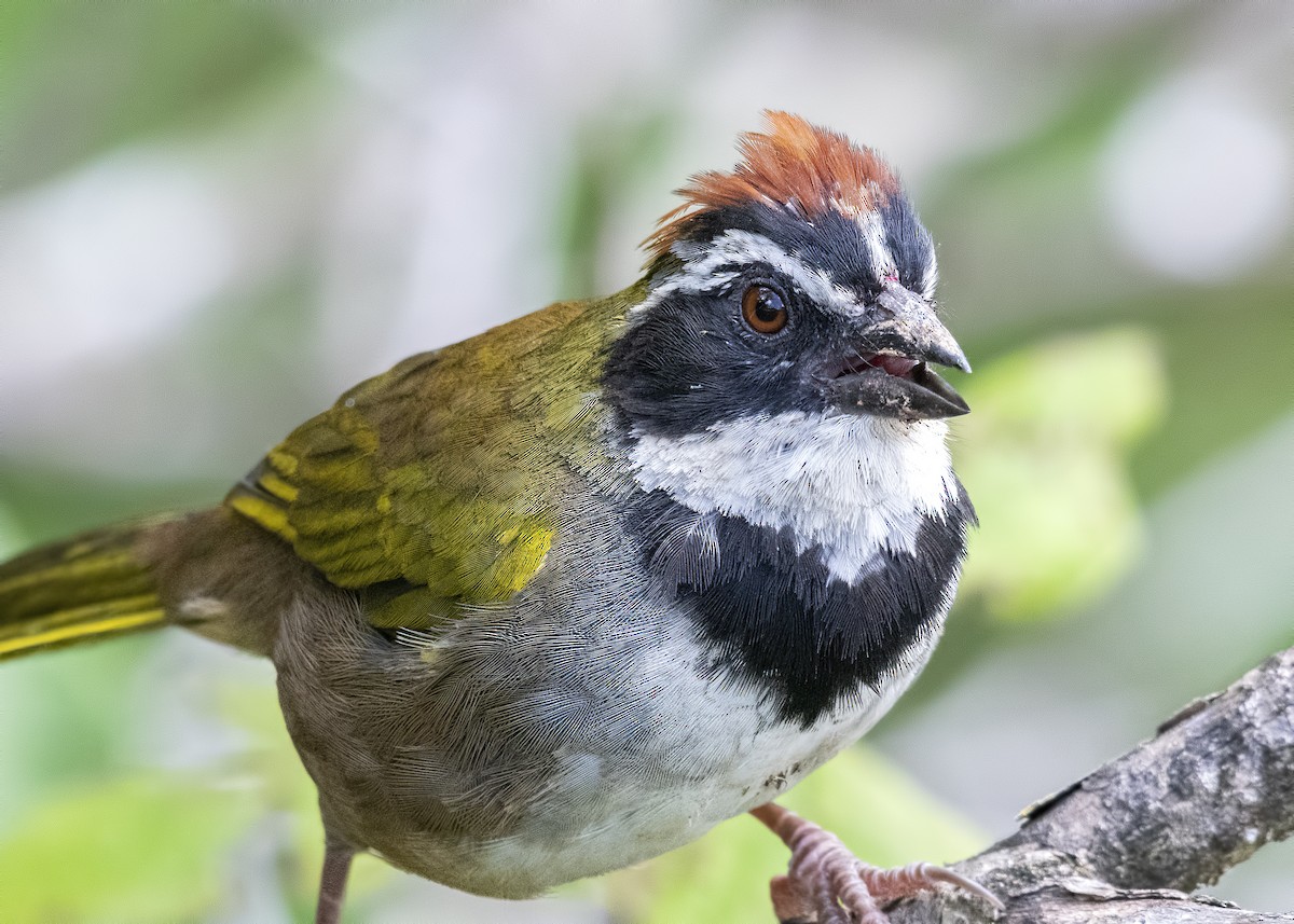 Collared Towhee - ML416636071