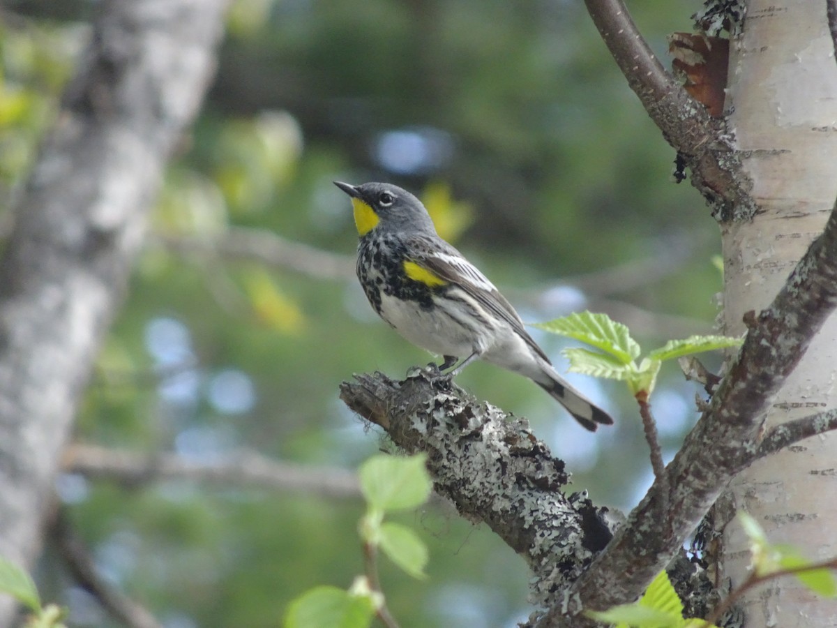 キヅタアメリカムシクイ - ML416636581