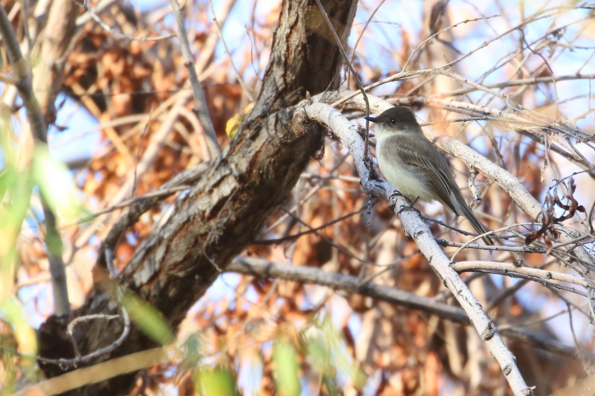 Eastern Phoebe - ML416637611
