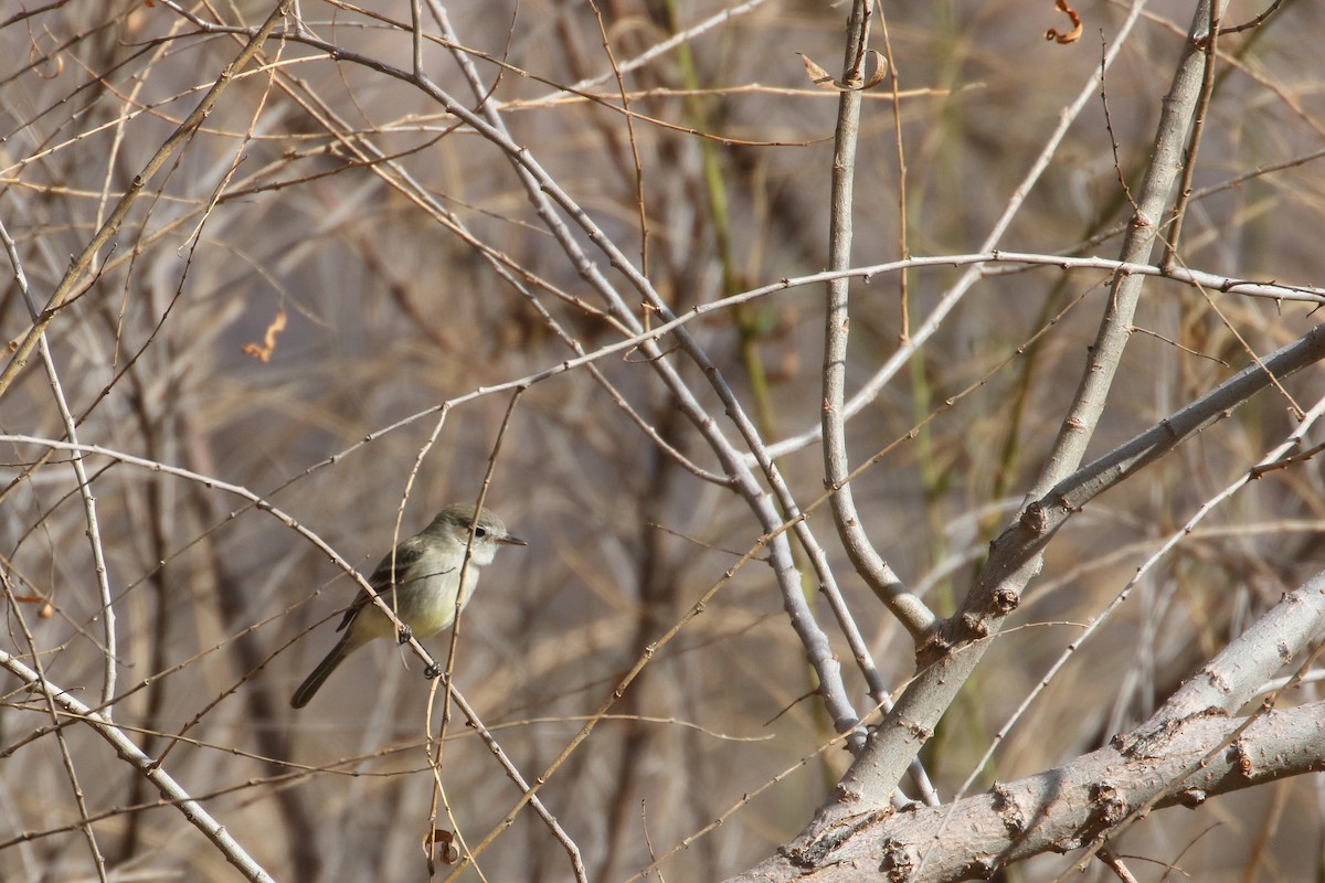 Gray Flycatcher - ML416638051