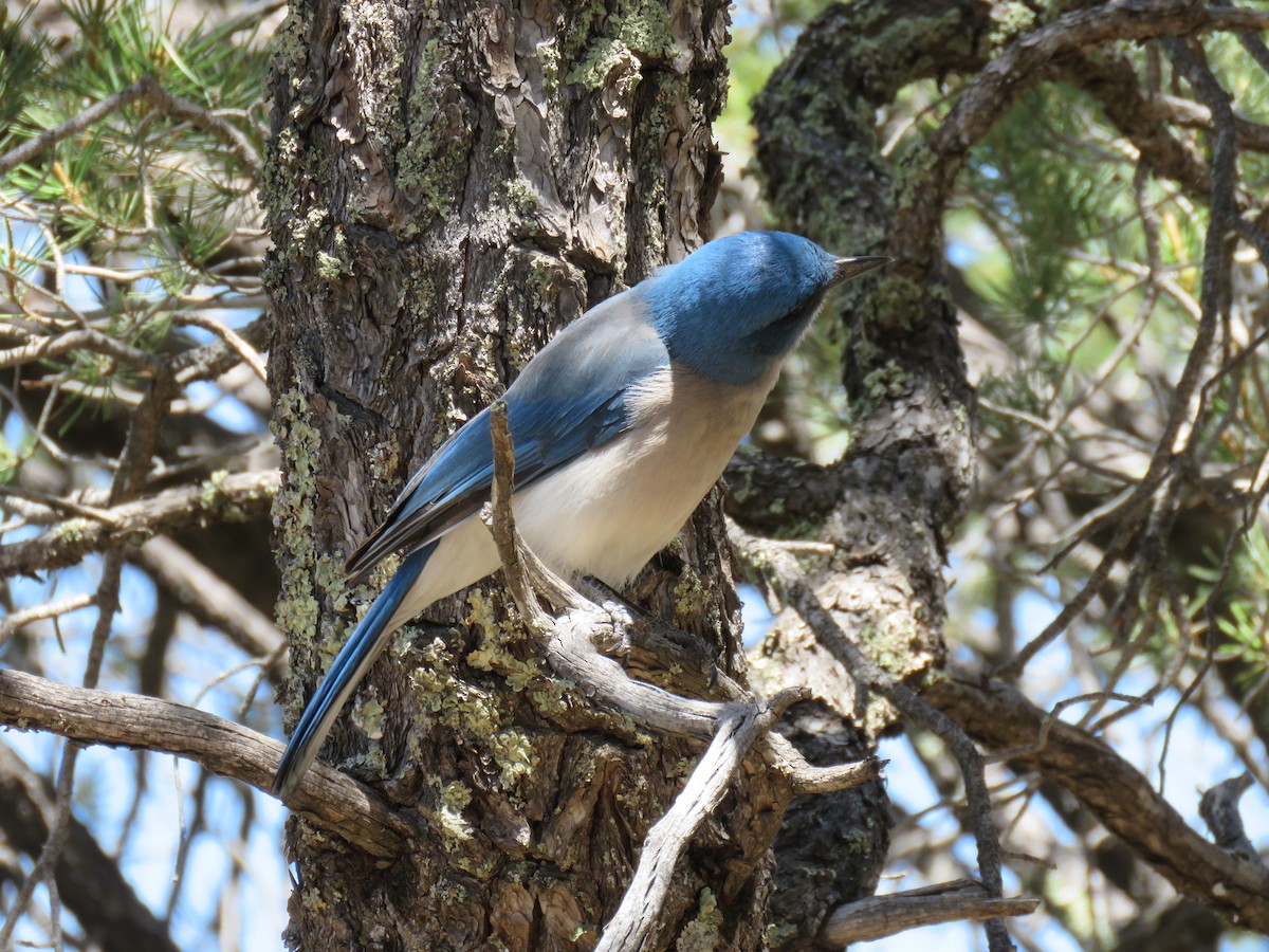 Mexican Jay - ML416642211