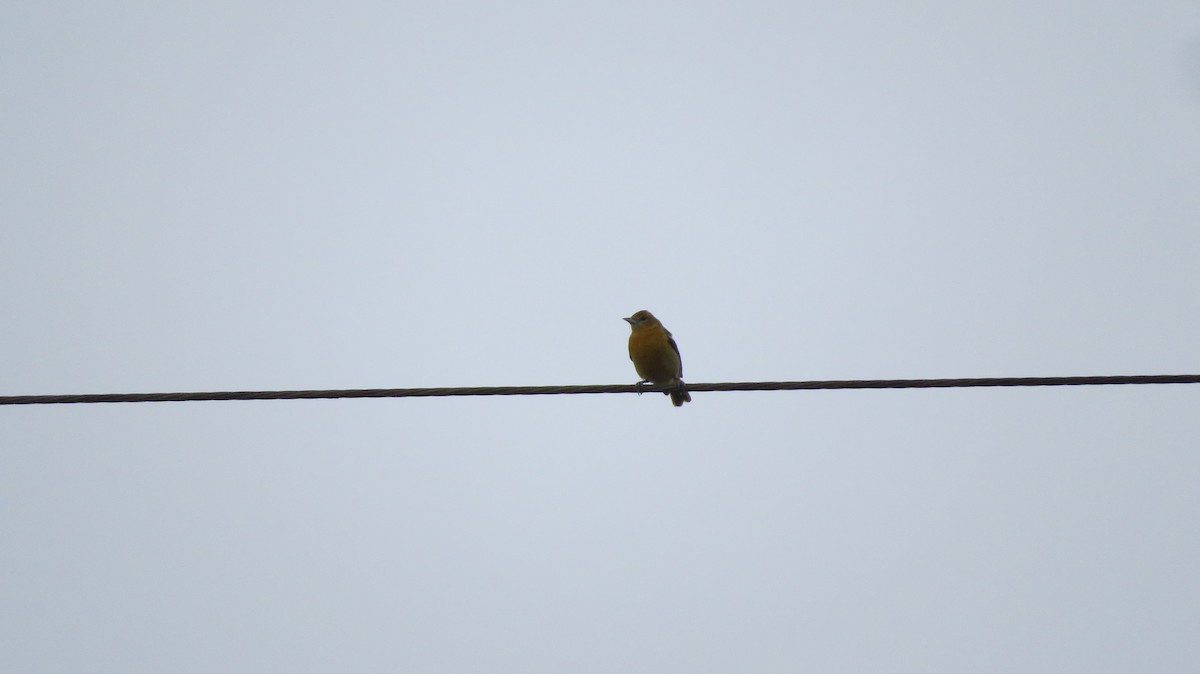 Baltimore Oriole - ML41664281