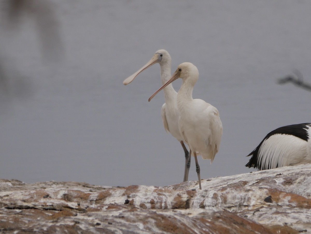 Yellow-billed Spoonbill - ML416643061