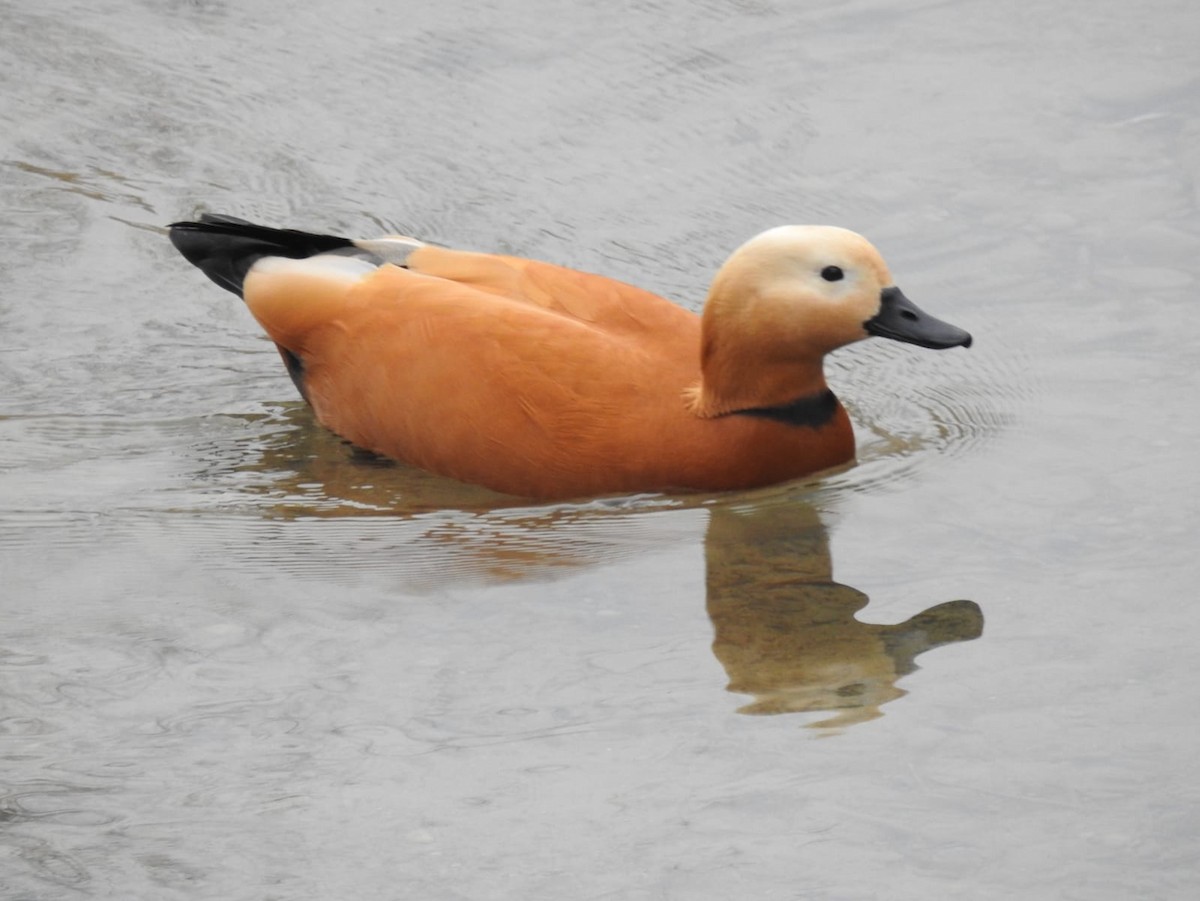 Ruddy Shelduck - ML416643841