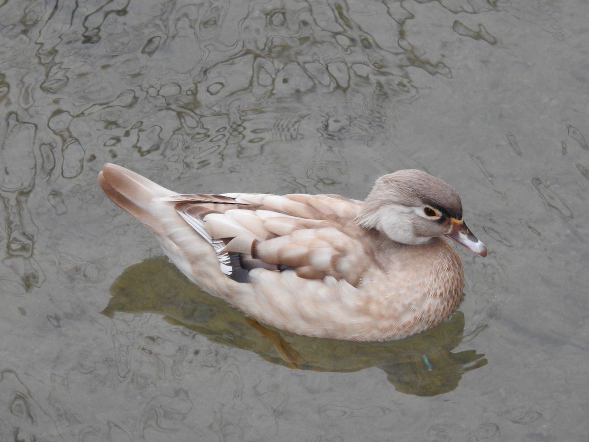 Wood Duck - ML416643871