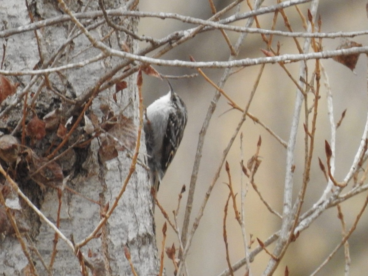 Short-toed Treecreeper - ML416643901