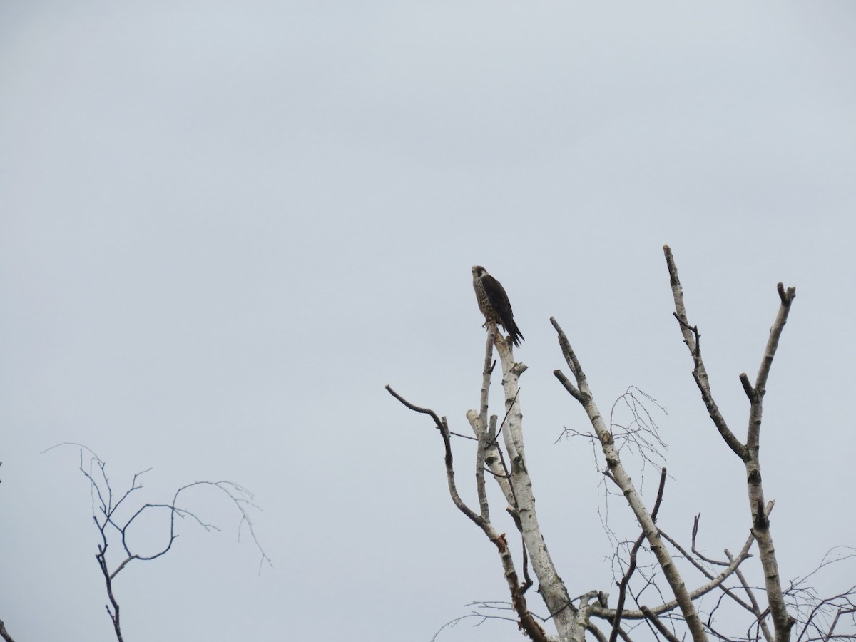 Prairie Falcon - Sarah Schmidt