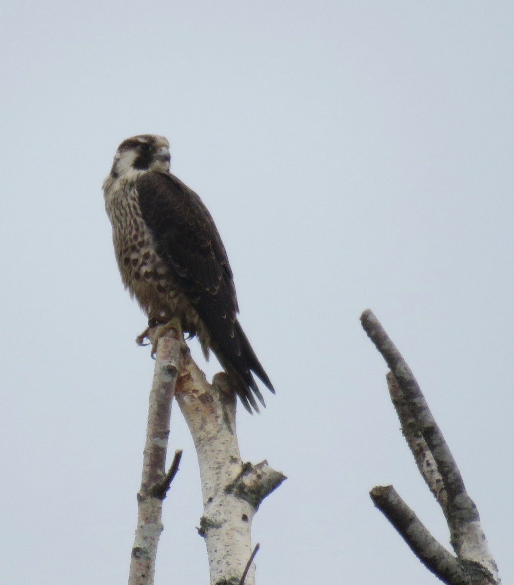 Prairie Falcon - Sarah Schmidt