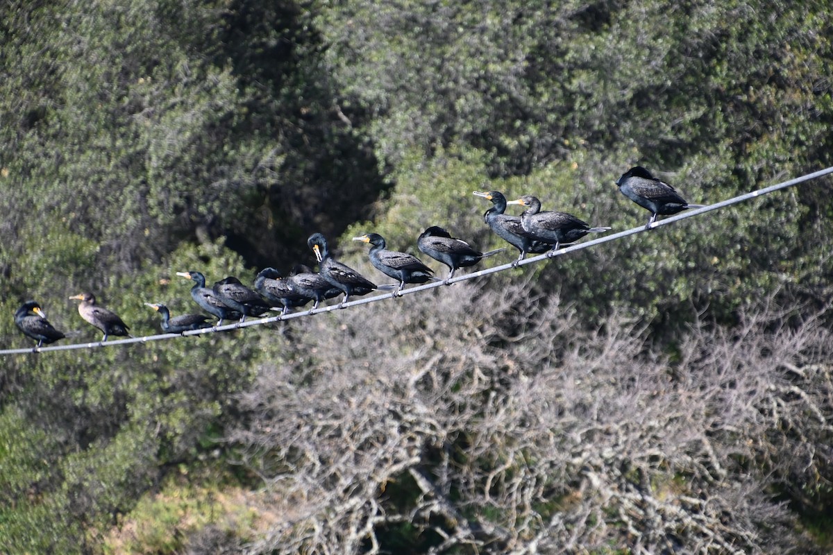 Double-crested Cormorant - ML416644331