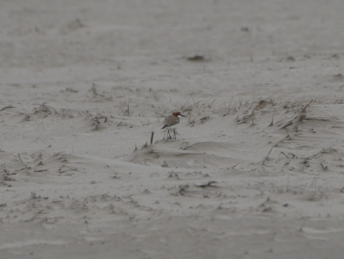 Red-capped Plover - ML416644441