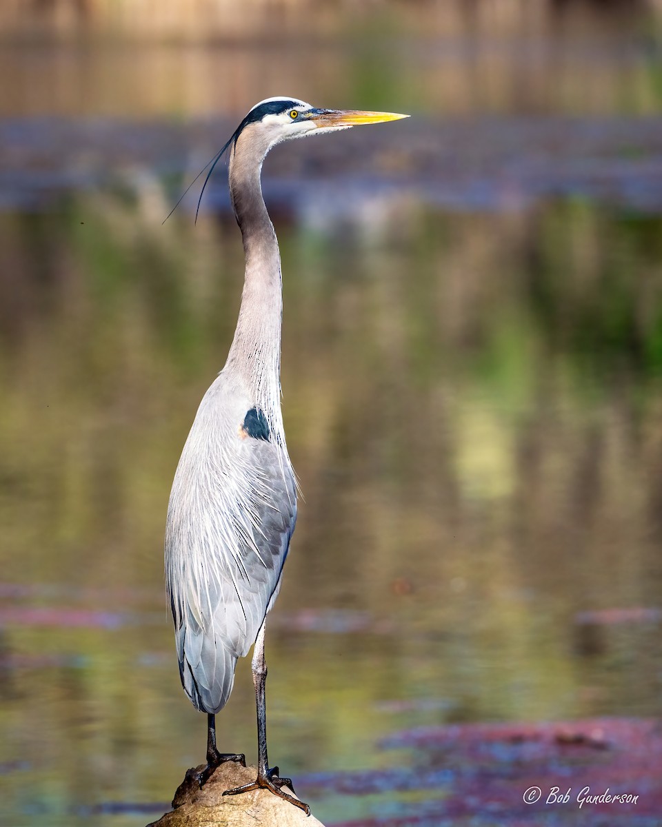 Great Blue Heron - Bob Gunderson