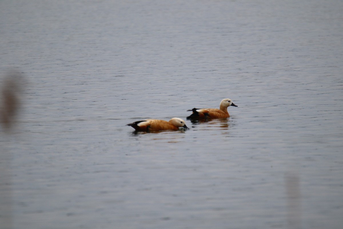 Ruddy Shelduck - ML416645471